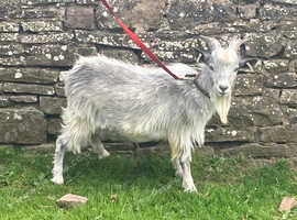 Pygmy Billy, pure bred, 12 months old