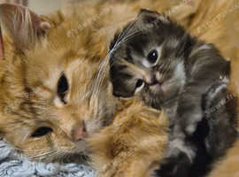 Maine coon x kittens