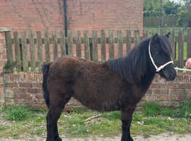 Standard shetland filly