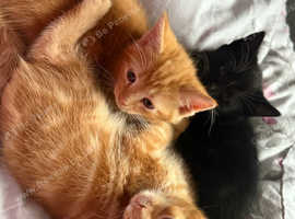 5 kittens nearly ready to go