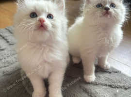 Beautiful pure bred ragdoll kitten litter