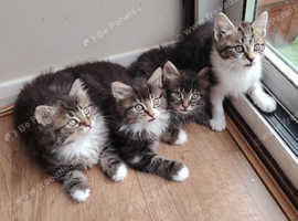 Maine Coons kittens