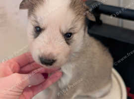 Siberian Husky Puppys