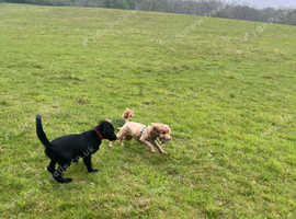 19 week flat coat retriever male KC Reg