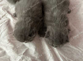 British shorthair 3 boys