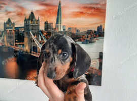 DACHSHUND.  3 BOYS AVAILABLE