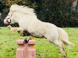 Cremello registered Shetland pony