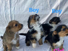 Stunning litter of puppies for sale