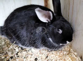 Black silver fox female from good show stock
