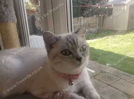 British short hair mixed Chinchilla kitten