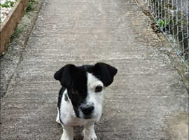 12 week old Jack russel