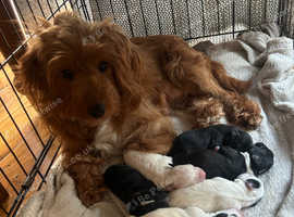 Cocker jack puppies