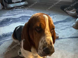 Basset hound