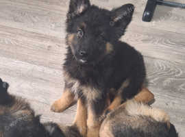 German shepherd x northern inuit