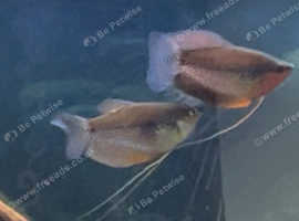 Pair of Pearl Gouramis