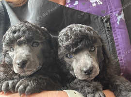 SILVER TOY POODLE PUPPIES, KC REG, PRA CLEAR