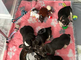 *Reduced* Ready now last few left stunning kc registered French bulldog pups