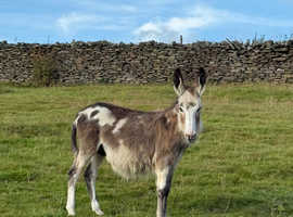 Male long haired donkey rising 1