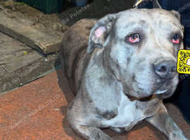 Cane Corso