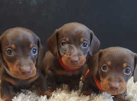 Dachshund Dogs Puppies For Sale Rehome In Beaminster Find