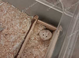 2 white female white dwarft hamsters
