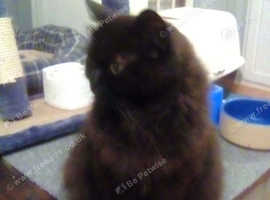 British Longhairs For Sale Rehome In Sandwick Find Cats