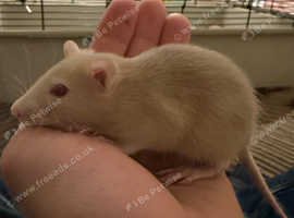 Adorable Baby Rats Bucks & Does Males Females