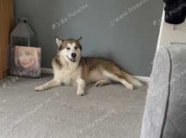 2 year old Alaskan malimute for rehome