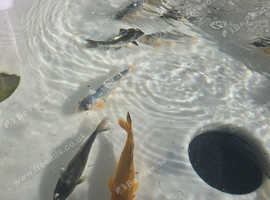 Koi for Sale