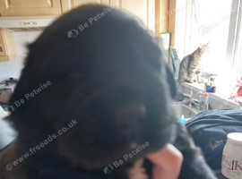 Newfoundland x Puppies