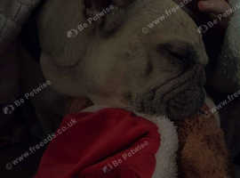 5 year old French bulldog and 1 and half yearly old Jack Russel pup