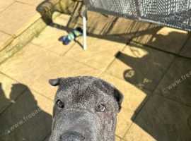 Loving shar pei girl