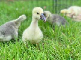 Preorder chinese goslings