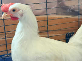 White leghorn / White Star Rooster / Cockerel