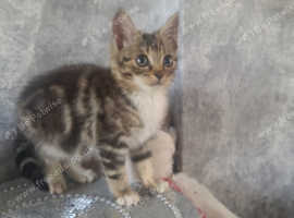 Beautiful kittens for sale