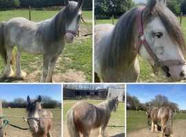 Beautiful Red and Blue Blagdon 2 Years Old