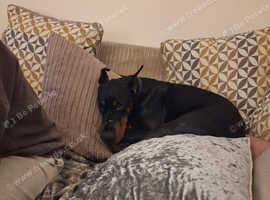 2year old dobey
