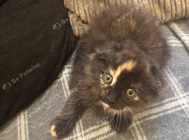 Amazing long haired Scottish fold babies