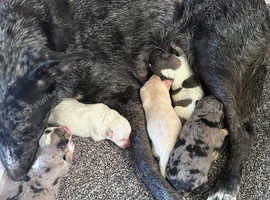 Australian cattle x lab pups