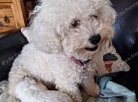 Bichon Frise puppiesfor sale