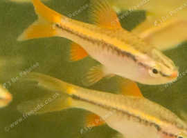 Long Fin Cherry Barbs