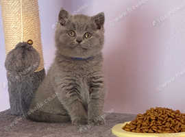 GORGEOUS, HEALTH TESTED PARENTS, BLUE, BSH KITTENS
