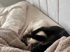 3months old ragdoll/shorthair kittens