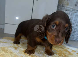 Dachshund puppies  long-haired