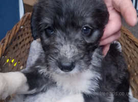 Rough coat hot sale lurcher puppies