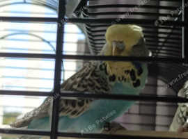 Budgie Rehoming - Blue Turquoise and Yellow Face Male Cock Bird - must go to a bird aviary with other birds