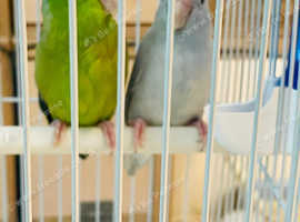 Parrotlets female Glasgow