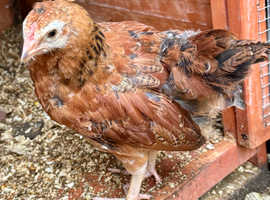 Order your pullets (chickens) & Cockerels now!