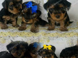 Beautiful Yorkshire terrier puppy's