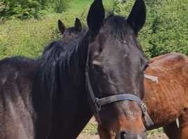 Irish TB broodmare looking for a kind home 16 2h 2005